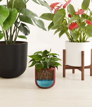 Load image into Gallery viewer, Beautiful Blessings