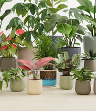 Load image into Gallery viewer, Countryside