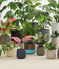 Load image into Gallery viewer, Winding River