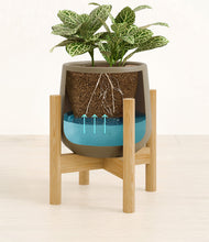 Load image into Gallery viewer, Olive stand:bamboo