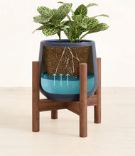 Load image into Gallery viewer, Deep Navy stand:walnut