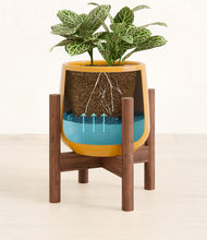 Load image into Gallery viewer, Mustard stand:walnut