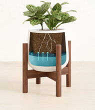 Load image into Gallery viewer, White stand:walnut