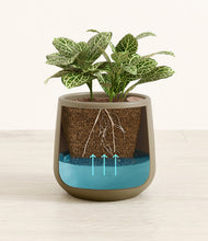 Load image into Gallery viewer, Olive