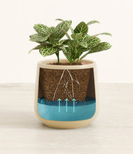 Load image into Gallery viewer, Almond Green