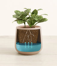 Load image into Gallery viewer, Eternal Gray