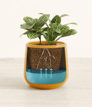 Load image into Gallery viewer, Mustard