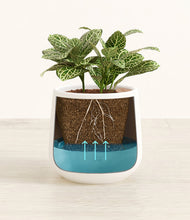 Load image into Gallery viewer, White