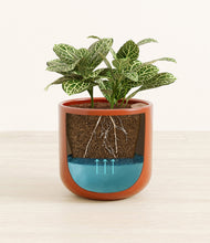 Load image into Gallery viewer, Glossy Red