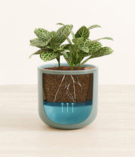 Load image into Gallery viewer, Reactive Aqua