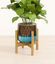 Load image into Gallery viewer, Olive stand:bamboo