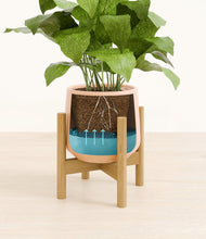 Load image into Gallery viewer, Gentle Pink stand:bamboo