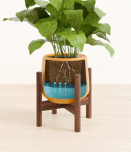 Load image into Gallery viewer, Mustard stand:walnut