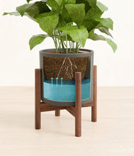 Load image into Gallery viewer, Dark Olive stand:walnut