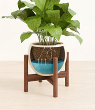 Load image into Gallery viewer, Shiny EggWhite stand:walnut