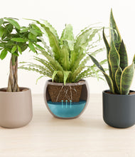 Load image into Gallery viewer, Driftwood