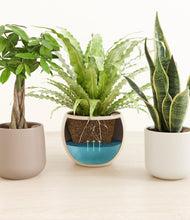 Load image into Gallery viewer, Frosted Dawn