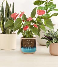 Load image into Gallery viewer, Peach Blossom