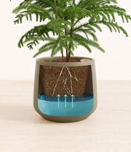 Load image into Gallery viewer, Olive