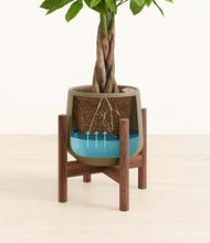 Load image into Gallery viewer, Olive stand:walnut