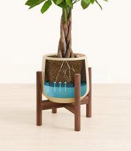 Load image into Gallery viewer, Almond Green stand:walnut