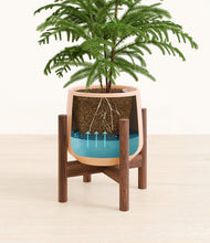 Load image into Gallery viewer, Gentle Pink stand:walnut