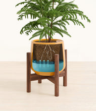 Load image into Gallery viewer, Mustard stand:walnut