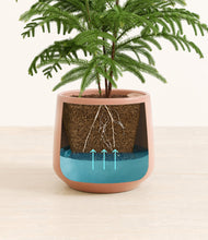 Load image into Gallery viewer, Calm Rose