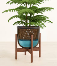 Load image into Gallery viewer, Stone Black stand:walnut