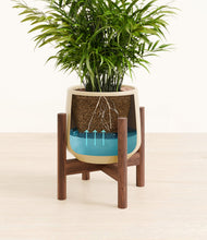 Load image into Gallery viewer, Almond Green stand:walnut