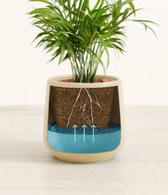 Load image into Gallery viewer, Almond Green