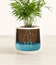 Load image into Gallery viewer, White