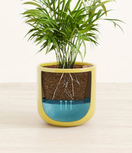 Load image into Gallery viewer, Key Lime Yellow