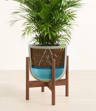 Load image into Gallery viewer, Sage Green stand:walnut