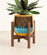 Load image into Gallery viewer, Mustard stand:walnut