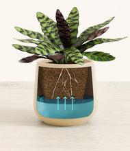 Load image into Gallery viewer, Almond Green