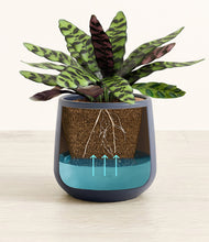 Load image into Gallery viewer, Deep Navy