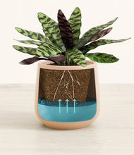 Load image into Gallery viewer, Gentle Pink