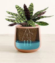 Load image into Gallery viewer, Calm Rose