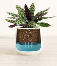 Load image into Gallery viewer, White