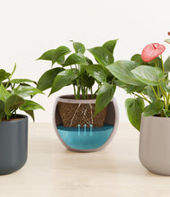 Load image into Gallery viewer, Driftwood