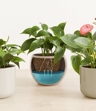 Load image into Gallery viewer, Calm Clay