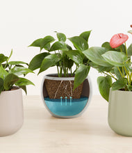 Load image into Gallery viewer, Patina