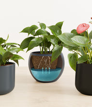 Load image into Gallery viewer, Eclipse