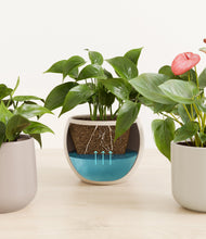 Load image into Gallery viewer, Frosted Dawn