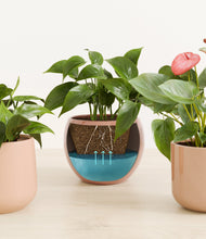 Load image into Gallery viewer, Desert Blush