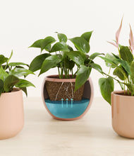 Load image into Gallery viewer, Desert Blush