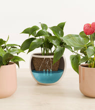 Load image into Gallery viewer, Desert Blush