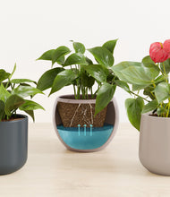 Load image into Gallery viewer, Driftwood