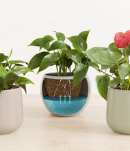 Load image into Gallery viewer, Patina